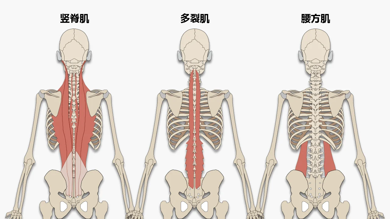 竖脊肌、多裂肌、腰方肌